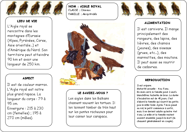Fiche aigle royal