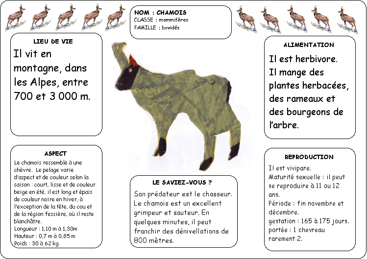 Le chamois