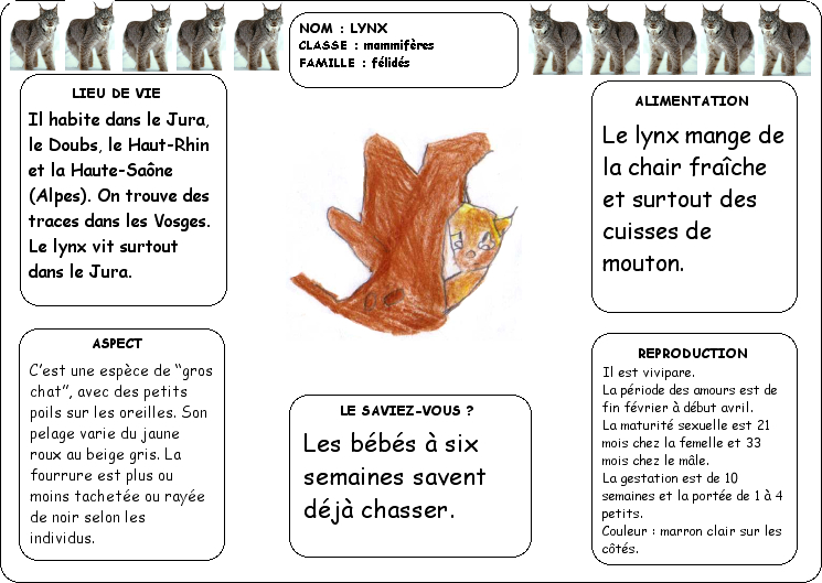 Le lynx