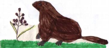 La marmotte
