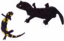La salamandre