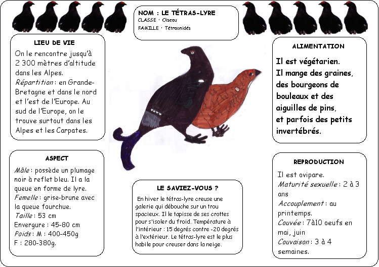 Fiche tétras-lyre